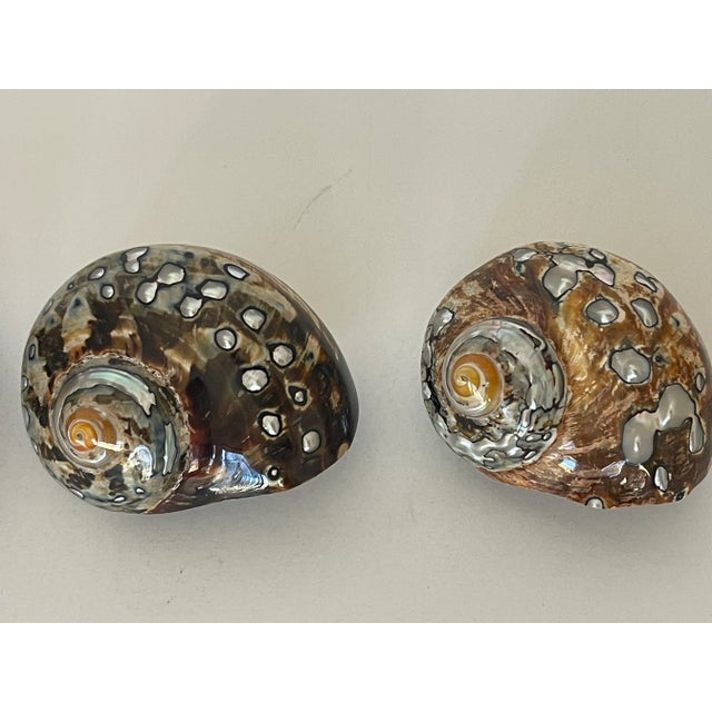 Coastal Fabulous Vintage Polished Turbo Shells Coastal Decor- Set of 3 For Sale - Image 3 of 5