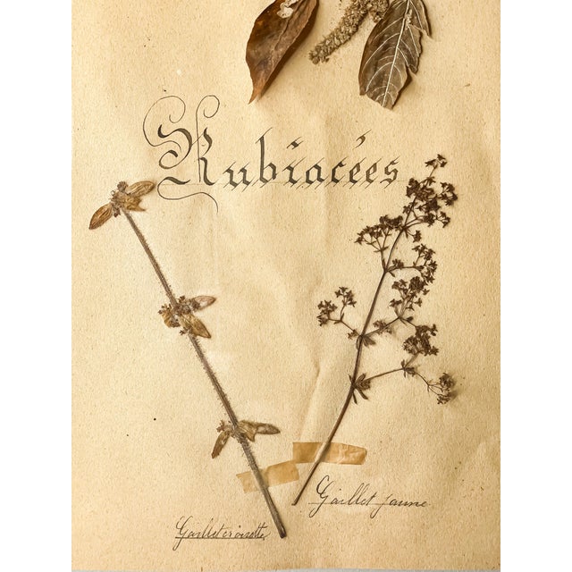 Early 20th century French herbarium specimen featuring pressed botanicals mounted on aged paper with striking blackletter...