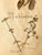 Early 20th century French herbarium specimen featuring pressed botanicals mounted on aged paper with striking blackletter...