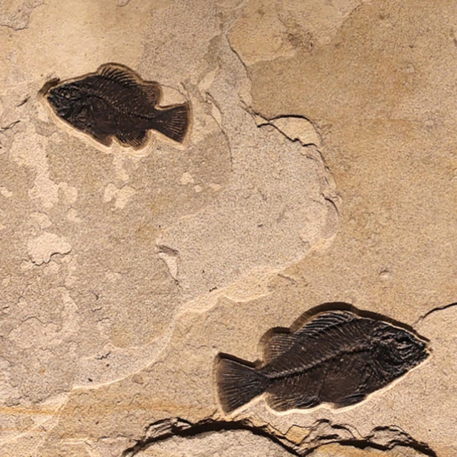 Fossil Fish Mural 7004cm For Sale - Image 4 of 5