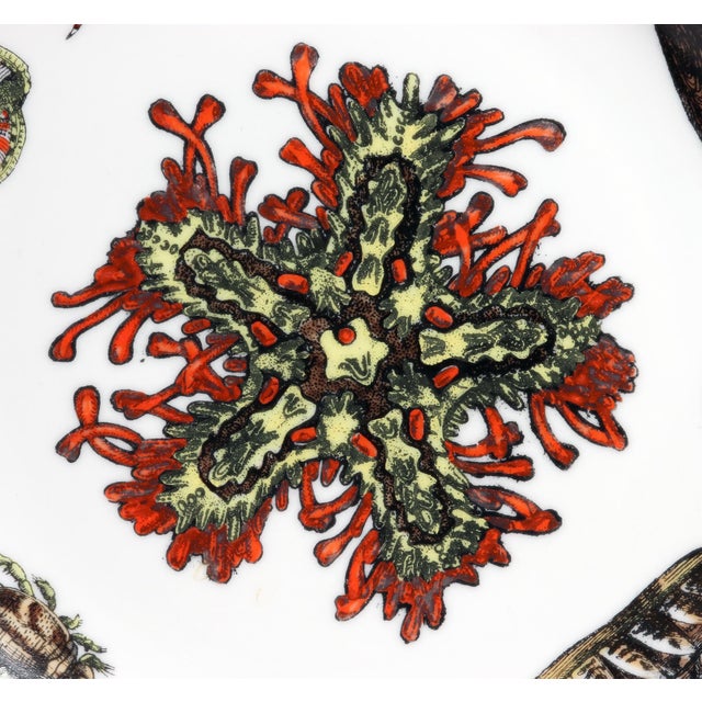 Mid 20th Century Piero Fornasetti Conchiglie Seashell Porcelain Plate No. 2, Sea Star and Coral Milan, Circa 1960–1970 For Sale - Image 5 of 6