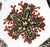 Mid 20th Century Piero Fornasetti Conchiglie Seashell Porcelain Plate No. 2, Sea Star and Coral Milan, Circa 1960–1970 For Sale - Image 5 of 6