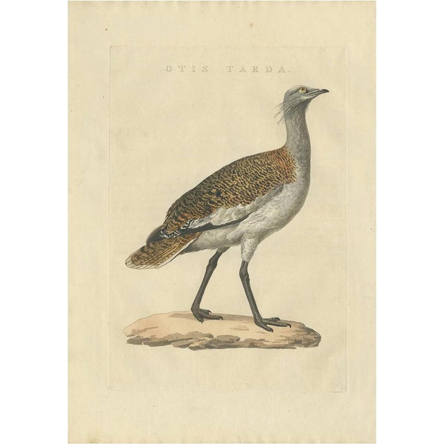 Cornelius Nozeman, M. Houttuyn & J. C. Sepp, Bird Illustration of the Great Bustard, 1829, Print For Sale - Image 8 of 8