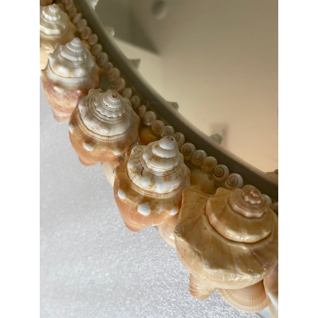 1990s Fabulous Sea Conch Shell Encrusted Oval Mirror Tony Doucquett Style For Sale - Image 5 of 6