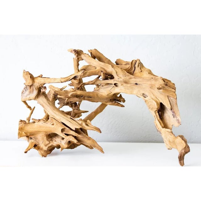 Organic Driftwood Root Ball Wood Sculpture For Sale - Image 4 of 13