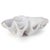 Traditional Regina Andrew Bimini Clam For Sale - Image 3 of 6