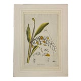 19th C. Hand Colored Botanical "Alpinia Nutans Rosc." Lithograph For Sale