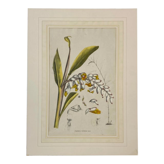 19th C. Hand Colored Botanical "Alpinia Nutans Rosc." Lithograph For Sale