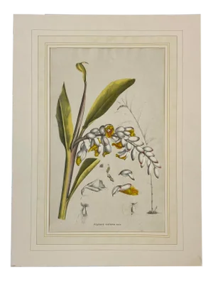 19th C. Hand Colored Botanical "Alpinia Nutans Rosc." Lithograph