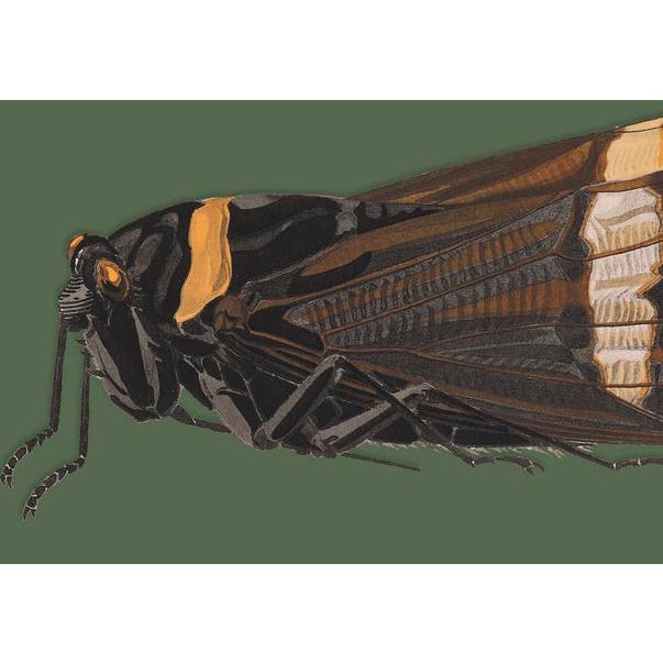 The series was produced by CFA editions from original pochior prints by E.A. Seguy. The series of insects that Seguy...