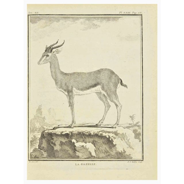 Gazelle is an etching realized by P.F. Tardieu in 1771. It Belongs to the suite "Natural, general and particular history...