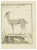 Gazelle is an etching realized by P.F. Tardieu in 1771. It Belongs to the suite "Natural, general and particular history...