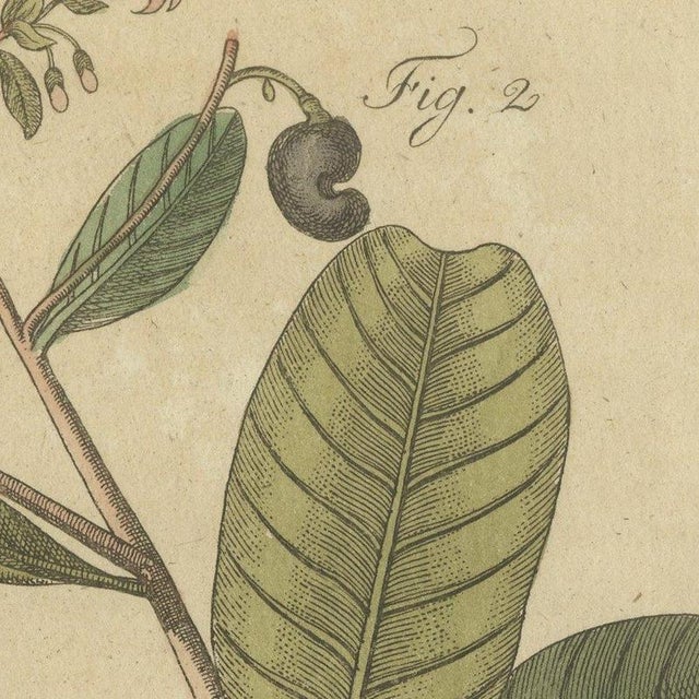 Bertuch, Cashew Apple and Nut with Acacia, 1805, Print For Sale - Image 9 of 12