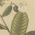 Bertuch, Cashew Apple and Nut with Acacia, 1805, Print For Sale - Image 9 of 12