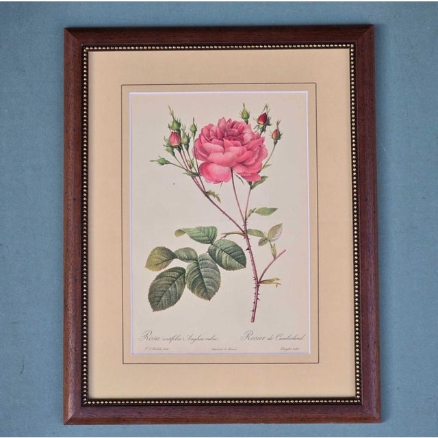 Brown Pierre-Joseph Redouté, Roses, 1950s, Lithographs, Framed, Set of 2 For Sale - Image 8 of 17