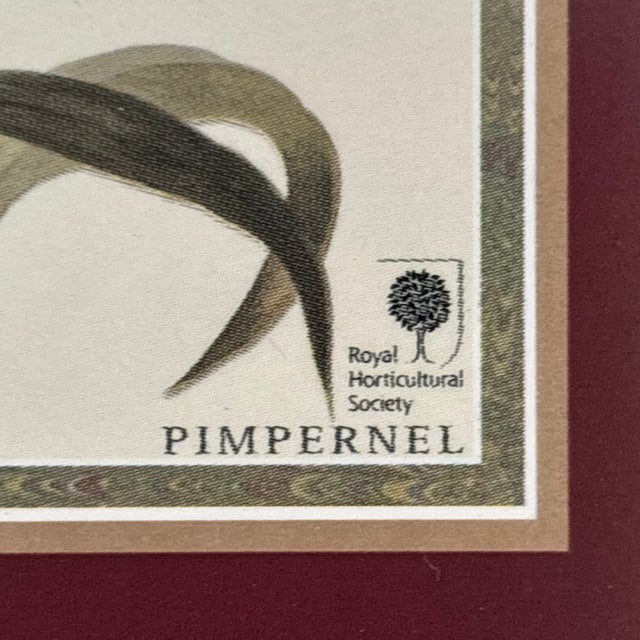 English Pimpernel, England Royal Horticultural Society Botanical Orchid Coasters — Set of 4 For Sale - Image 3 of 12