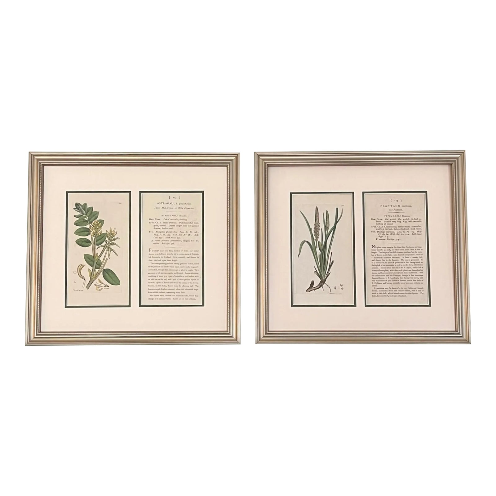 Original Antique English Framed Botanical Prints and Descriptions ...