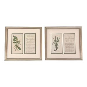 Original Antique English Framed Botanical Prints and Descriptions - Authentic 1800 Prints