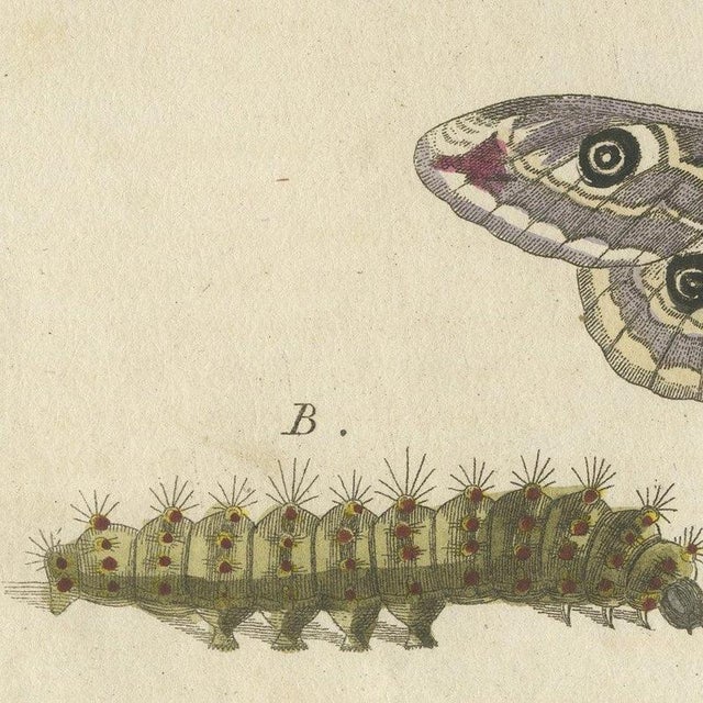 Bertuch, Garden Tiger Moth and Emperor Moth, 1805, Print For Sale - Image 9 of 12