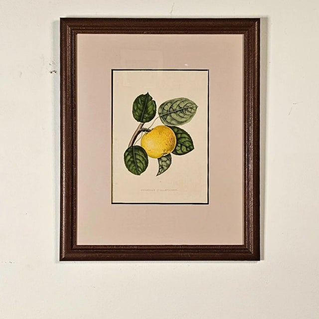 Early 19th Century Print From Botanical Study of Fruits and Nuts by Duhamel Du Monceau, Early 19th Century For Sale - Image 5 of 5