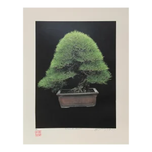 Imperial Series Vii, Jonathan Singer