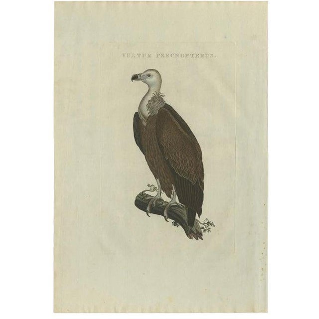 Sepp & Nozeman, Bird Illustration of a Vulture, 1829, Print For Sale