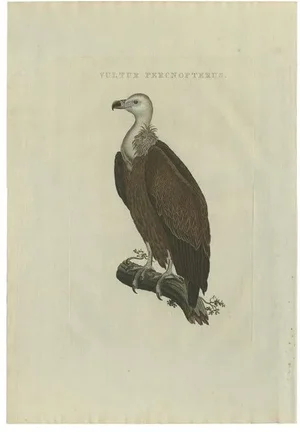 Sepp & Nozeman, Bird Illustration of a Vulture, 1829, Print