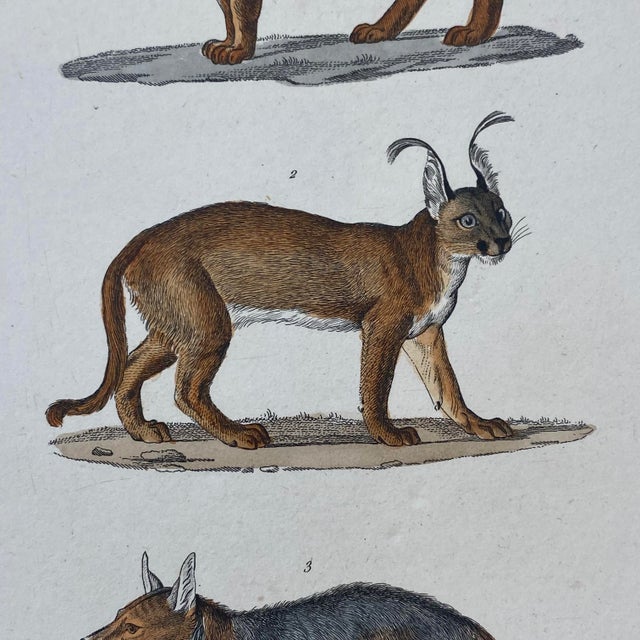 French Antique 18th Century "Le Chacal" Animal Engraving Hand Colored Signed Artwork For Sale - Image 4 of 11