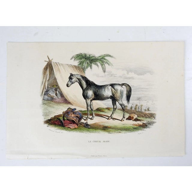 Rustic European Antique Hand Colored Arabian Horse Etching For Sale - Image 3 of 4