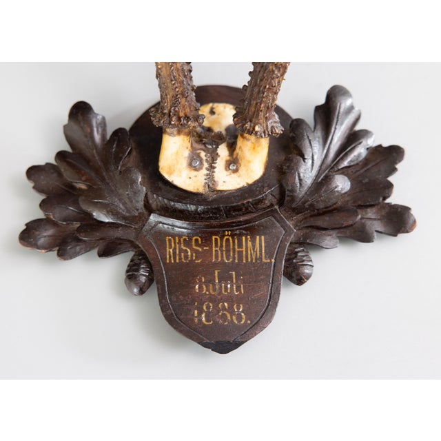 Antique Black Forest Roe Deer Antlers Hunting Trophy 1888 Mount For Sale - Image 4 of 6