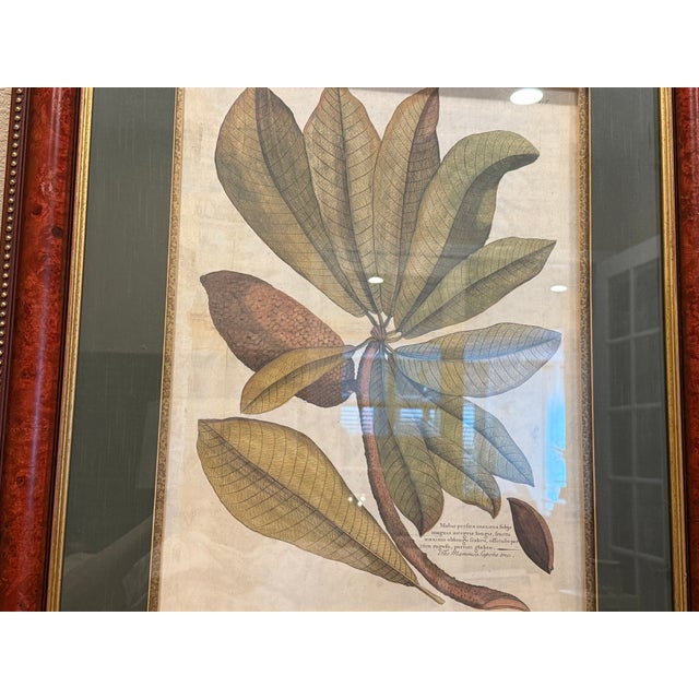 Ethan Allen Framed Mamey Sopote Tree Print For Sale - Image 10 of 10