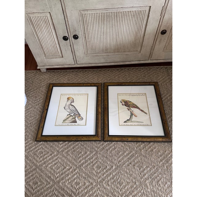 Wood Pair of Italian Parrot Prints For Sale - Image 7 of 12