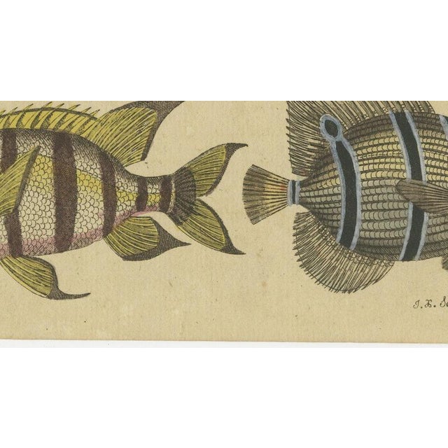 19th Century Bertuch, Angelfish, Butterflyfish and Moorish Idol, 1805, Print For Sale - Image 5 of 12