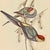 1940s Vintage 1800s John Gould Tropical Birds Parrots Color Lithograph Reproductions by Sidney Z. Lucas Circa 1940s - Set of 2 For Sale - Image 5 of 15