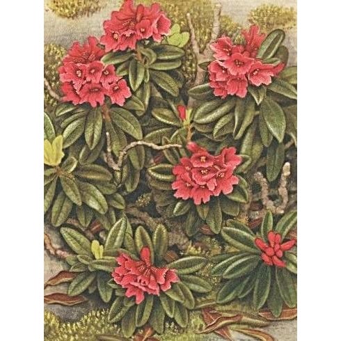 1945 Botanical Watercolor Lithograph-Rhododendron For Sale - Image 4 of 4