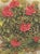 1945 Botanical Watercolor Lithograph-Rhododendron For Sale - Image 4 of 4