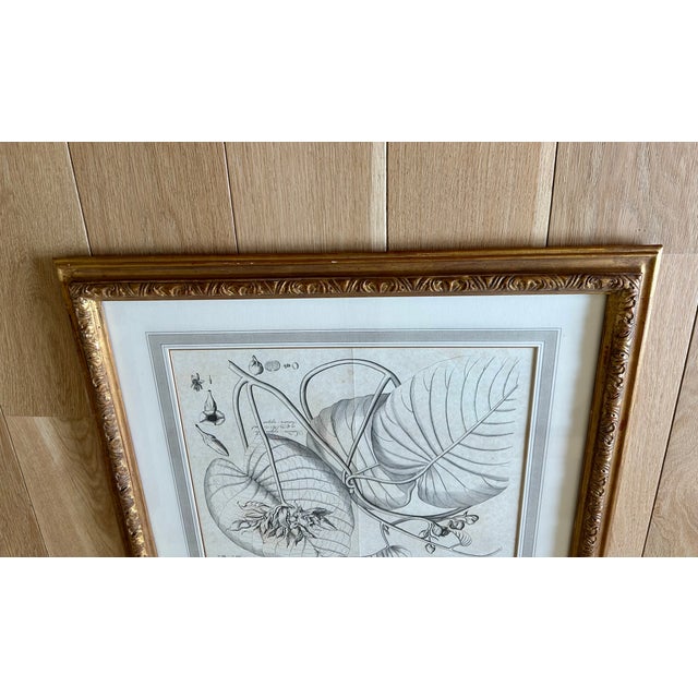 A beautifully framed botanical engraving selected by the renowned Los Angeles atelier Dennis & Leen, this vintage print...
