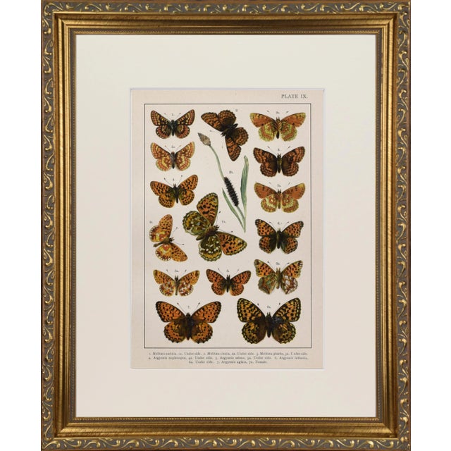 19th Century English butterfly print. Chromolithograph Published C 1895 in London for "British and European Butterflies...
