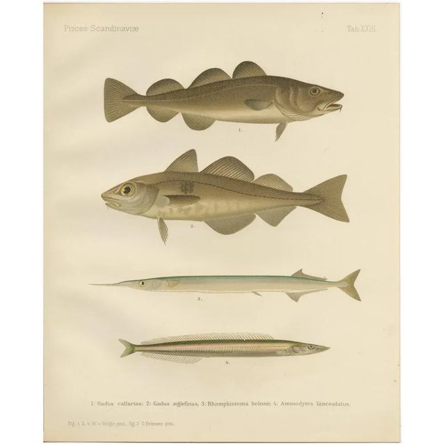 Aeg, Scandinavian Fish, 1895, Lithograph For Sale - Image 10 of 10