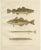 Aeg, Scandinavian Fish, 1895, Lithograph For Sale - Image 10 of 10