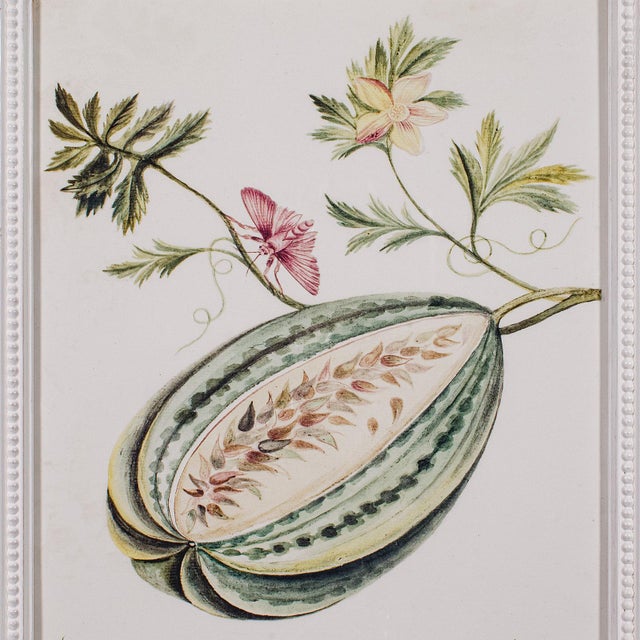 Glass 4 Vintage Botanical Pictures, Framed Print, Plant Illustrations, Natural Art For Sale - Image 7 of 12