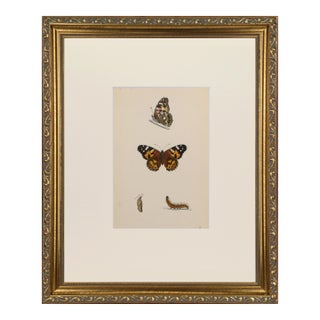 19th Century Antique Morris Butterfly Print Hand Colored Lithograph 1853 For Sale