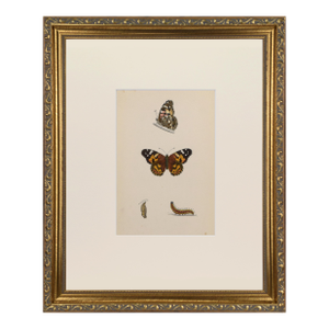 19th Century Antique Morris Butterfly Print Hand Colored Lithograph 1853
