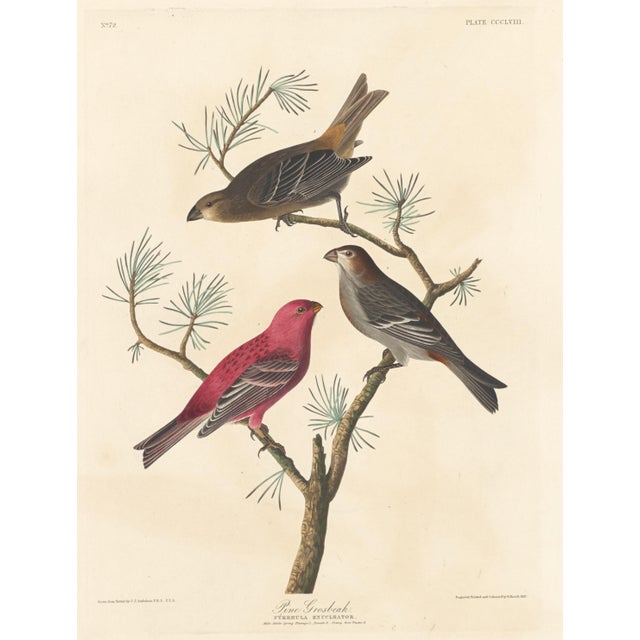 2020s Collection of 4 Vintage 1966 John James Audubon Bird Reproduction Prints 8.5" X 12.75" For Sale - Image 5 of 17