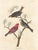 2020s Collection of 4 Vintage 1966 John James Audubon Bird Reproduction Prints 8.5" X 12.75" For Sale - Image 5 of 17