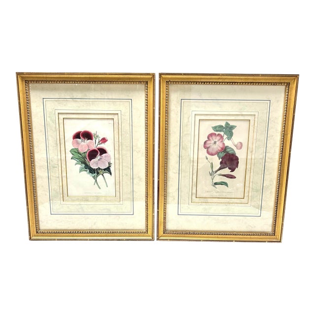 19th Century Hand-Colored Botanical Engravings of Geraniums – Framed Pair, Circa 1840s For Sale