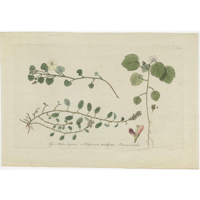 Antique botany print titled '1. Malva leprosa, 2. Hedysarum moniliforme, 3. Pavonia humilis'. Print of Malvella leprosa...
