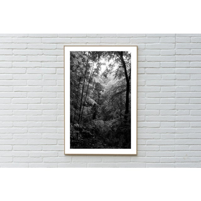 Photorealism 2021 "Late Afternoon Forest Light" Contemporary Forest Landscape Black and White Giclée Print by Kind of Cyan For Sale - Image 3 of 10