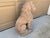 Sculpture Materials Vintage Italian Provincial Cast Concrete Lion Garden Statue With Weathered Terracotta Finish For Sale - Image 7 of 12