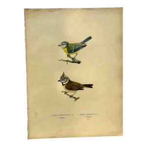 Birds of Sweden Chromolithograph Parus Coeruleus and Parus Cristatus